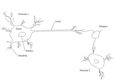 Figura 4.1. Dos neuronas biológicas interconectadas 