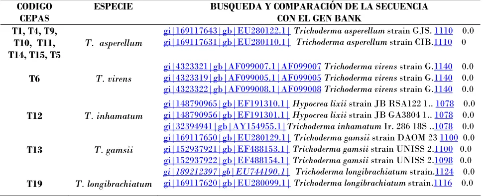 Cuadro 2. Ubicación a nivel de especie de las 15 cepas de Trichoderma. 