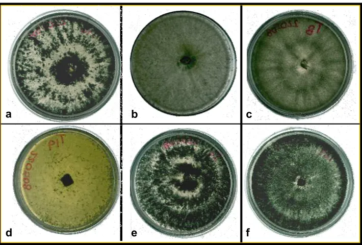 Fig. 2  Colonias de Trichoderma ±23°C. a) spp. desarrolladas en medio de  cultivo  PDA con 10 días de incubación a T
