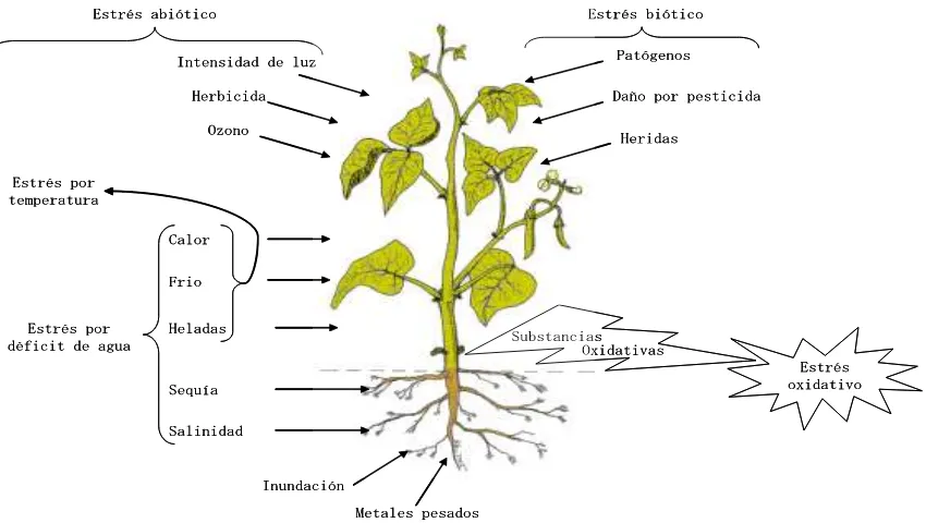 Figura 1. Diferentes tipos de estrés abióticos y bióticos que pueden afectar el crecimiento y desarrollo de las plantas (Slater et al., 2003)