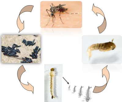 Figura 1. Ciclo biológico de Aedes aegypti. Fotografía: Ricardo Castro Torres. 
