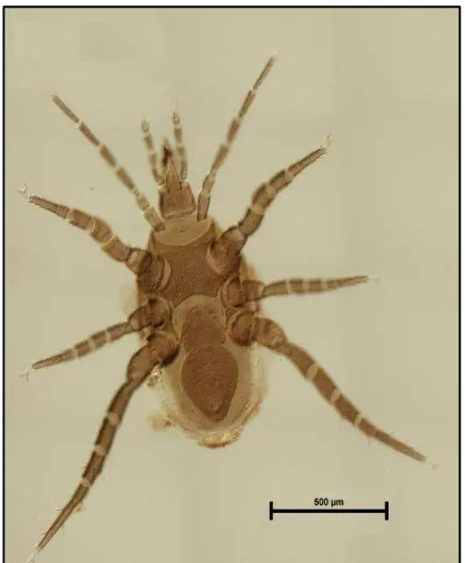 Figura 2.46. Macrocheles boudreauxi  hembra vista ventral. 