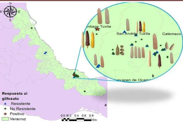 Figura 4B: a) Localidades de los 45 registros de maíces nativos de Veracruz, evaluados en la prueba de campo