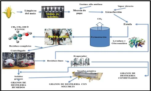 Figura 1. Proceso de la molienda en seco para la producción de etanol y  subproductos de destilería