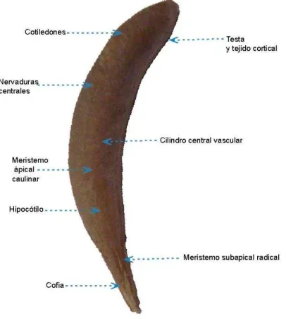 Figura 2. 4. Fruto (aquenio) de caléndula.  