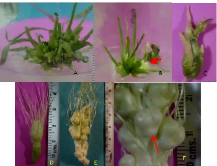 Figura 15. Brotes vegetativos de maíces, caracterizados por el desarrollo de hojas. A) Brotes normales y B) Brotes con hojas vitrificadas y blanquecinas