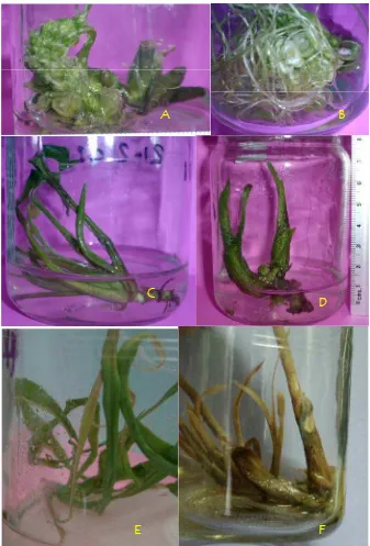 Figura 18. Variación morfológica y senescencia foliar en brotes crecidos en condiciones de estrés osmótico durante su multiplicación in vitro