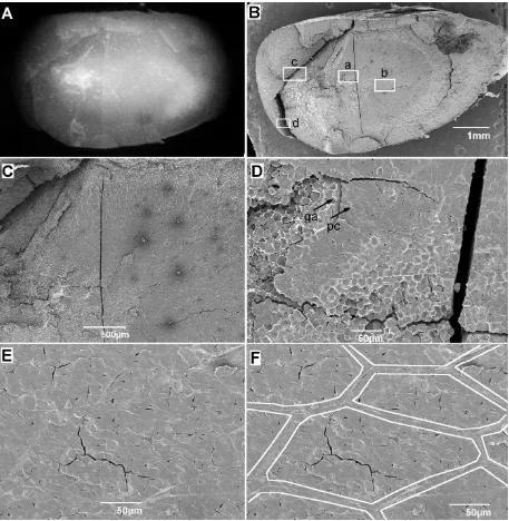 Figura 3.5. Micrografías Electrónicas de Barrido de fracturas internas en una semilla de maíz 