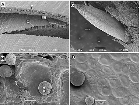 Figura 3.9. Micrografías Electrónicas de Barrido de fractura en células de una semilla de maíz 