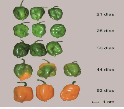 Figura 3. Aspecto de los frutos de chile habanero en cinco etapas de madurez  