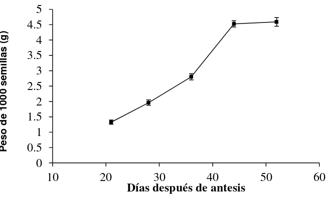 Figura 5. Crecimiento del Peso de 1000 semillas de chile Habanero H-258 en 