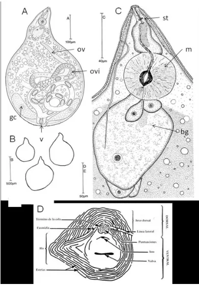 Figura 4: Meloidogyne. A) Hembra entera. B. Forma de las hembras. C) Región anterior de una hembra
