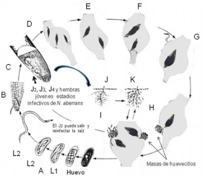 Figura 6: Representacion del ciclo biológico de N. aberransTercera etapa larvaria, F) Cuarta etapa larvaria, G) Nematodos adultos, el macho abandona la raíz, H) Hembra deposita huevos en ovisaco, I) Las agallas contienen hembras ovipositoras fuente de infe