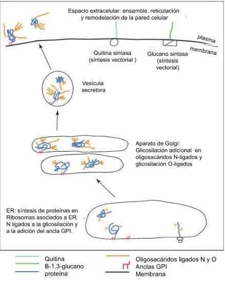 Figura 7. Biosíntesis de la pared celular, el glucano y los componentes de la quitina se sintetizan en la membrana plasmática