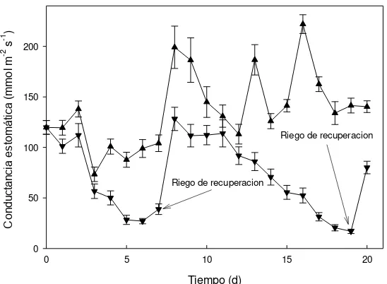 Figura 9. Conductancia estomática en plántulas de P. armeniaca expuestas a ciclos de riego y sequía provenientes de una colecta de semillas de la localidad de San Juan Tetla