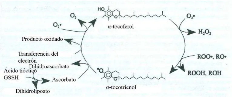 Figura 3. Ciclo de la vitamina E. Fuente: Combs, 1992. 