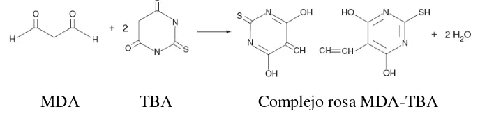 Figura 5. Malondialdehído (MDA), ácido tiobarbitúrico (TBA) y complejo 