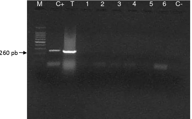 Figura 4. Identificación de Salmonella por PCR. M: marcador ADN 100 pb, C+: control positivo, 