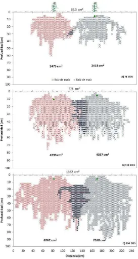 Figura 3. Distribución radical de maíz 'H 155' en cultivo simple, a los 71 (A), 118 (B) y 164 