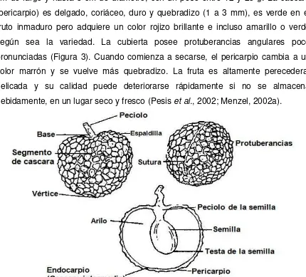 Figura 3. Características del fruto (Menzel y Simpson, 1990). 