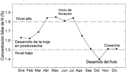 Figura 7. Cambios estacionales del nitrógeno foliar en litchi “Tai So” en Australia. La concentración óptima después de la emergencia de la panícula es 1.50 a 1.80% N