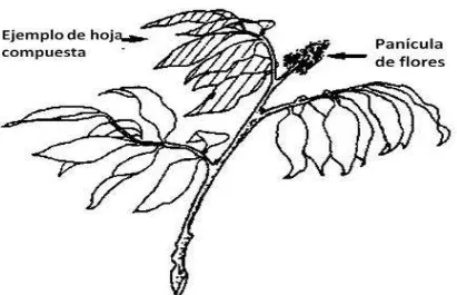 Figura 8. Las hojas para análisis de nutrimentos se obtienen de justamente detrás  de la panoja de flores en invierno (Menzel y Waite, 2005)