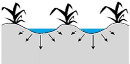 Figura 3. Sección transversal de infiltración en un riego por surco. 