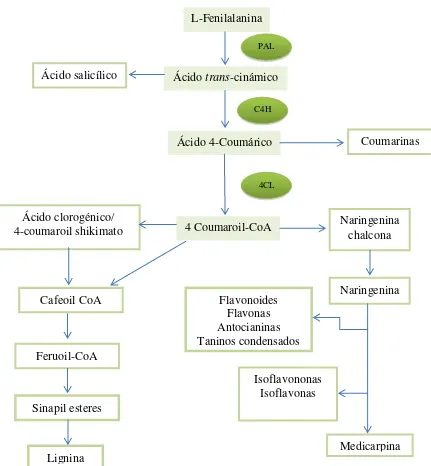 Fig. 1. Ruta de los fenilpropanoides. Abreviaciones: C4H, cinamato 4-hidroxilasa; 4-CL, 4-coumarato:CoA ligasa; PAL, L-fenilalanina amonia liasa (Dixon et al., 2002)