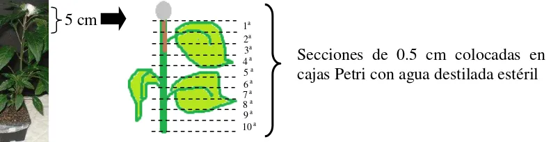 Fig. 2. Localización de las secciones de tallo (de 0.5 cm cada una) tomadas de plantas de chile resistente a CM-334 en los que se determinó el avance de la colonización por P