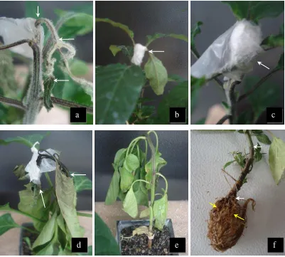 Fig. 4. Síntomas desarrollados en plantas de chile resistente (R) y susceptible (S), decapitadas (d) o completas e inoculadas con micelio de P
