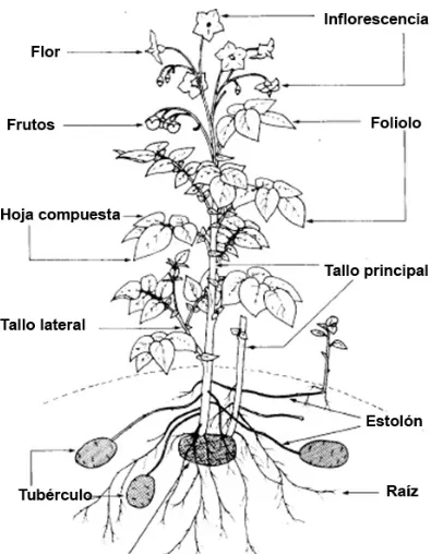 Figura 1. Componentes morfológicos de la planta de papa (S. tuberosum L.). Huamán 1986