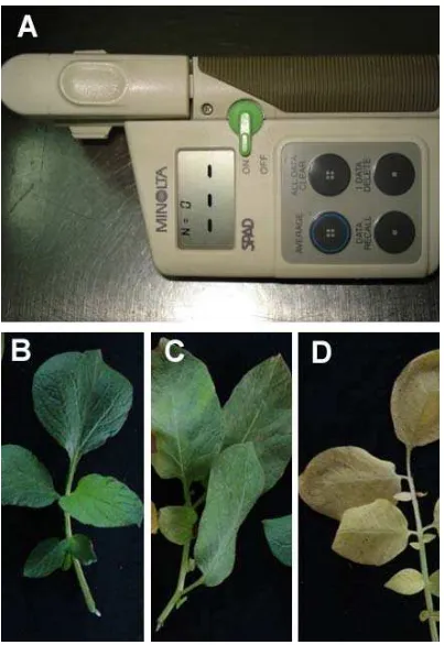 Figura 3. Medidor relativo de clorofila y diferentes grados de amarillamiento. A) Medidor de clorofila portátil SPAD-meter Minolta 502, B) hoja en estado verde (41 SPAD), C) hoja con senescencia temprana (23-26 SPAD) D) hoja con senescencia tardía (<5 SPAD