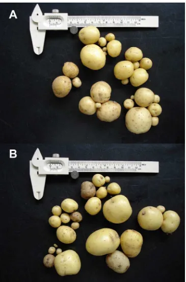 Figura 5. Tubérculos de 5 plantas del primer muestreo (50 DDS). A) var. Lupita,  B) var