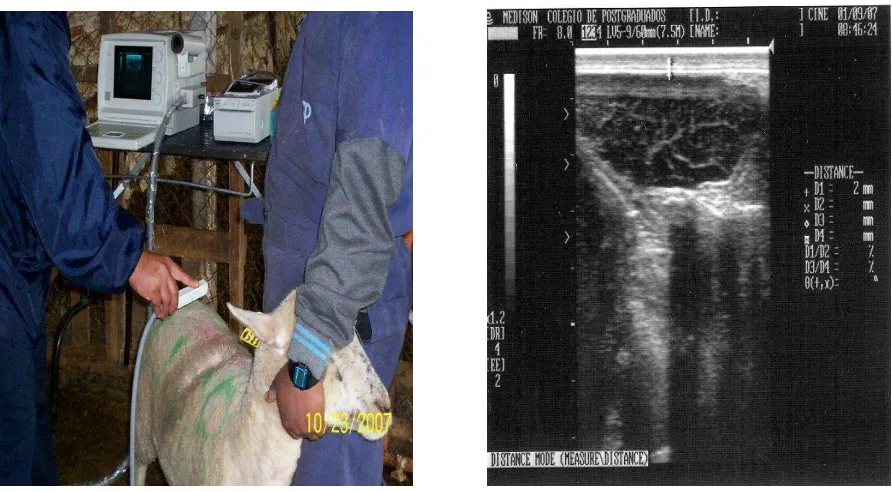 Figura 1. Mediciónde grasa dorsal entre la doceava y treceava constilla con el Sonovet 600 y un transductor de 7.5 Mhz