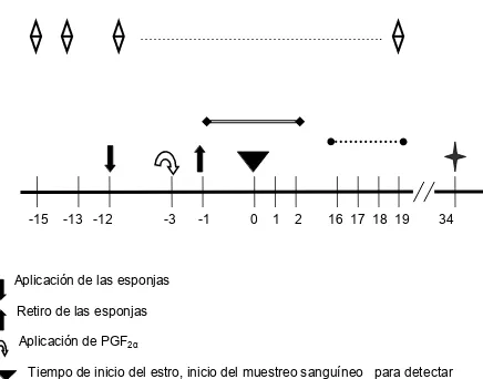 Figura 1. Protocolo experimental 