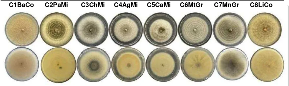 Figura 5. Características de las colonias desarrolladas en PDA de  los aislamientos Colletotrichum
