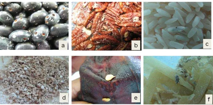 Figura 3. Productos de origen vegetal con daños causados por insectos: Frijol (a), nuez (b), arroz (c), avena a la canela (d), chile seco (e) y pasta para sopa (f)