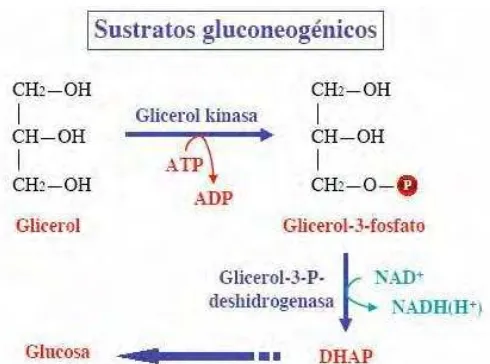 Figura 3.  Esquema de la gluconeogénesis a partir de glicerol. 3- fosfato, que al oxidarse da 