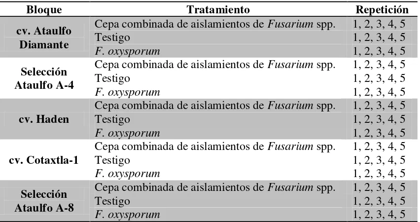 Cuadro 4. Diseño experimental para evaluar la tolerancia varietal en mango (Mangifera 