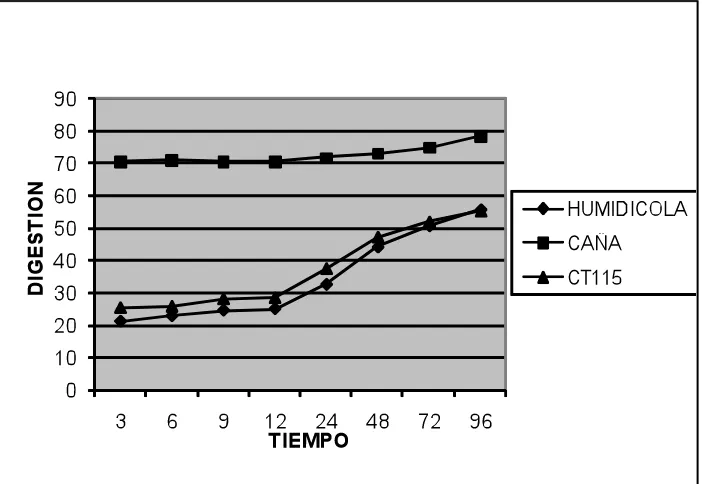 Figura 3. Digestibilidad  115 (in situ de la materia seca de los forrajes  Cuba CT-Pennisetum purpureum), Humidícola (Brachiaria humidicola) y Caña de azúcar (Saccharum officinarum)