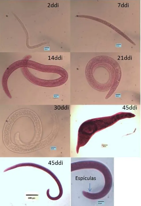 Figura 7. Desarrollo de Nacobbus 