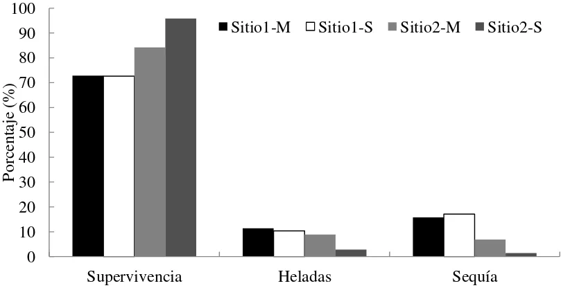 Figura 2.1. Supervivencia y mortalidad por heladas y sequía en Aquixtla, Pue. (sitio 1, a 2,930 
