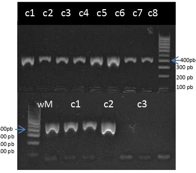Figura 3. Amplificación de un  fragmento de 400pb del gen pectatoliasa de   E. chrysanthemi por PCR 