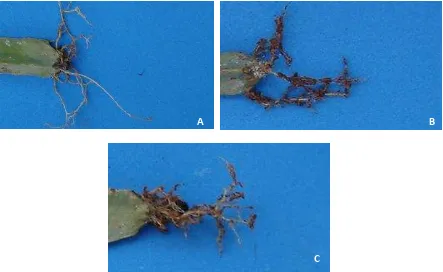 Figura 14.  Desarrollo radical del injerto de Copiapoa tenuissima forma cristata x Hylocereus trigonus en cada tratamiento por categoría: A) Raíces adventicias y pivotantes con crecimiento deficiente (Testigo), B) Raíces pivotantes cortas (2:2:4 de NPK) y 