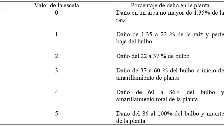 Cuadro 3. Descripción de la escala de daño utilizada en cebolla, para cuantificar severidad de pudrición blanca en cebolla
