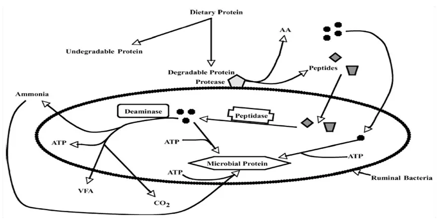 Figura 1. Representación esquemática de la degradación de la proteína y producción de ácidos grasos volátiles