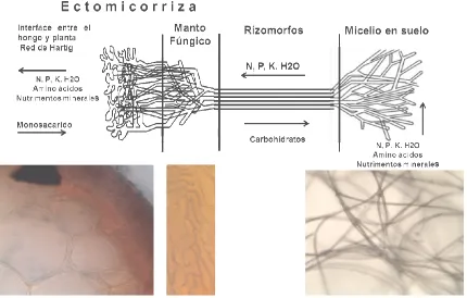Figura 3.1. Estructura de un hongo ectomicorrízico, que transloca los nutrimentos y minerales desde la solución del suelo hasta las células corticales de la raíz de la planta