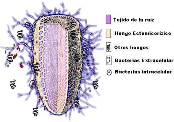 Figura 3.2. Representación esquemática del complejo de la rizosfera y establecimiento de la simbiosis ectomicorrízica con bacterias auxiliadoras de la micorrización