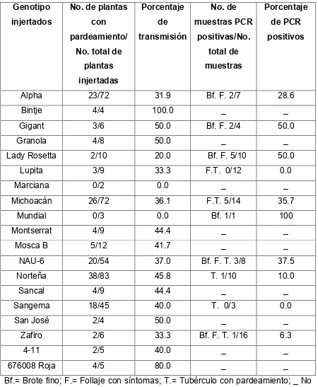 Cuadro 2. Porcentaje de transmisión y severidad en follaje de punta morada de campo  registrada en cuatro genotipos de papa injertados en 