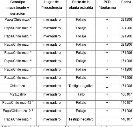 Cuadro 5c. Transmisión de la punta morada de la papa y detección de fitoplasmas  mediante PCR, 2004-2007